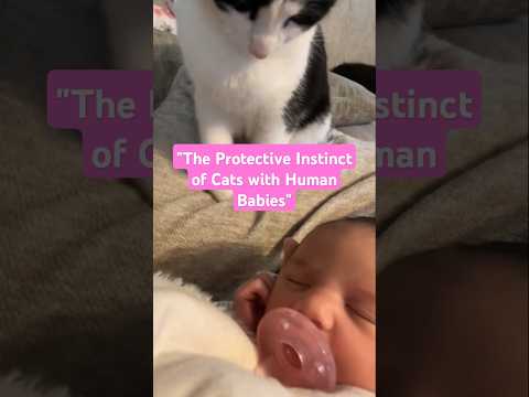 "The Protective Instinct of Cats with Human Babies" #CatsAndBabies#ProtectiveInstinct#PetLove