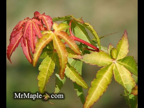 Acer palmatum 'Calico' Japanese Maple Tree