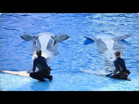 Orca Encounter (Full Show) - SeaWorld Orlando - May 28, 2023