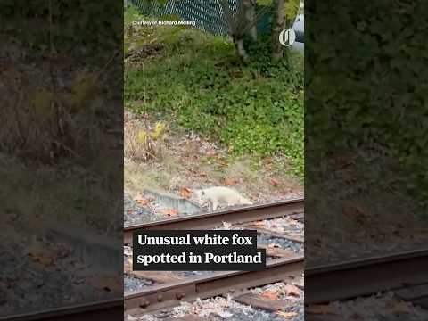 Unusual white fox spotted in Portland stumps biologists