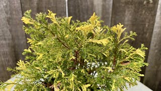 Hinoki False Cypress "Saffron Spray" Year 1 (4K) - December 2024