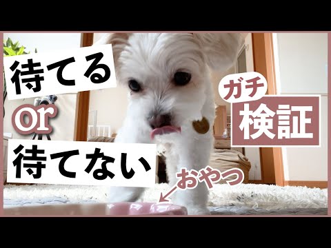 【1分間待てチャレンジ】食欲の間で揺れ動くチワプーが可愛すぎた🐶【犬検証】A cute dog who puts up with a snack