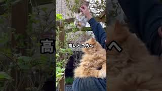 猫の毛の優しい使い道