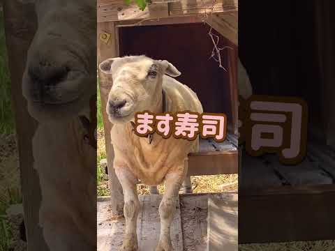 【頭突きからの】ヤギとヒツジから聞いた富山県の魅力！