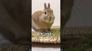 ウサギさんあるあるシリーズ  Common things that happen to rabbits Series #うさぎ #bunny #cute