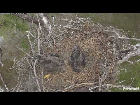 Southwest Florida Eagle Cam