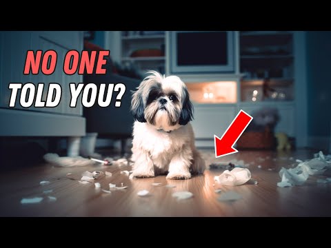 I wish I knew these BEFORE getting a Shih Tzu