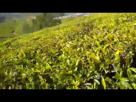 Handunugoda Tea Plantation, Srilanka#shorts# yt shorts #viral shorts