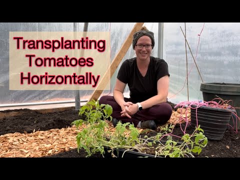 Transplanting Leggy Tomato Starts Horizontally For Healthier Plants | PNW Zone 8b