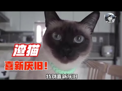 猫夫妻在一起7年，却逃不过“七年之痒”，也跟第三者有关？