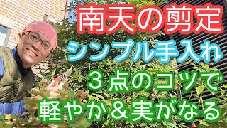 【南天(ナンテン)の剪定】シンプル手順ですっきり&実も楽しめる手入れ方法(2025年1月)🌿🔴