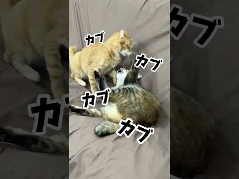 チャイさんの暮らし69。#保護猫