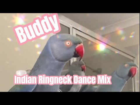 💙#indianringneck #dancingparrot #birds #birddance #parrotdancing #pets #indianparrot