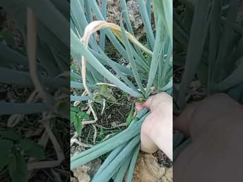 malaking tulong ang pag tanim tanim libre na .#springonions #smallgarden #smallgardenideas