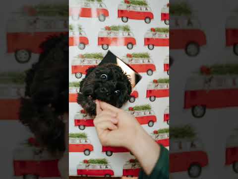 Cute Christmas Dog Photoshoot With Wrapping Paper