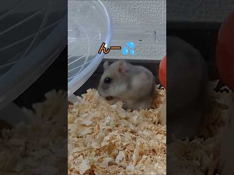 凄い顔してご飯出すハムスター（ピク）　#ハムスター #頬袋#パンパン#顔面崩壊#hamsters #可愛い #癒し #ジャンガリアンハムスター