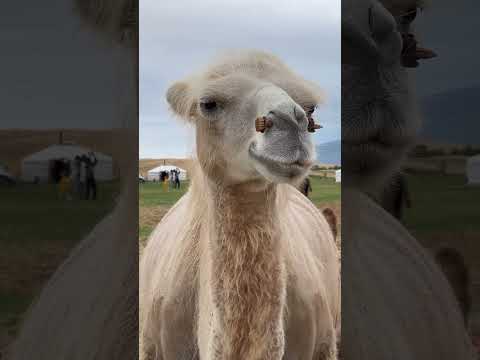 Riding Bactrian Camels in Mongolia's "Mini" Gobi Desert near Khogno Khan