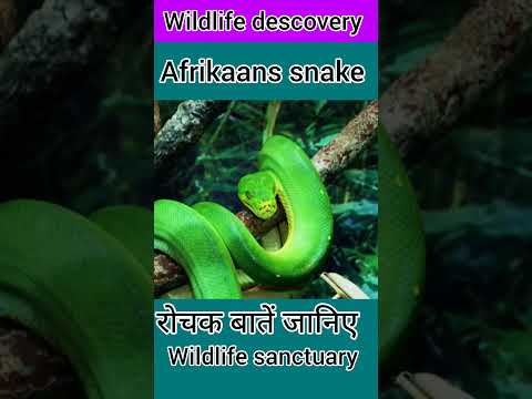 #ytshort #snake #africa #attitude #youtubechannel #viralvideo #junglesafari