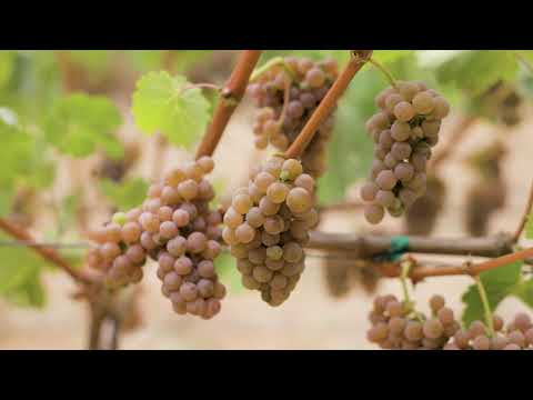 Mira Harvest 2021 - Estate Sauvignon Blanc & Sauvignon Gris