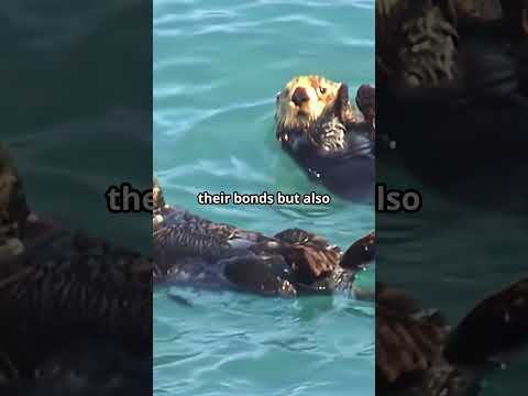 Sea Otters Holding Hands to Sleep #facts #animalfacts #seaotters