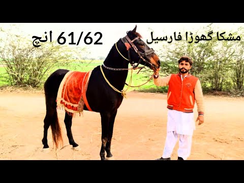 horse for sale in pakistan 2024 (for sale hub) 03430870277#forsale #horse #horseriding #horoscope