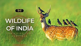 Wildlife of India - Our Pride, Our Heritage – [Hindi] – Infinity Stream