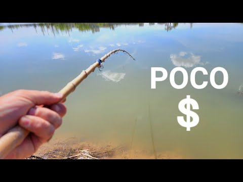 PESCA con POCO DINERO. Muchas especies con cañas de bambú. videos de pesca, pesca urbana