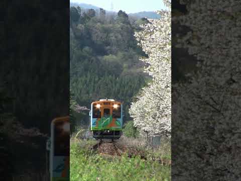 樽見鉄道　桜とモレラ号 #鉄道