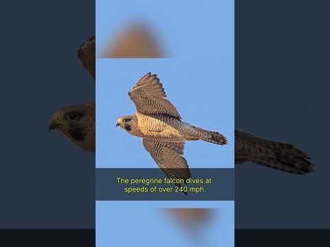 Fastest Animal on Earth? 🦅💨 #educationalshorts #facts #10k #FastestAnimal #PeregrineFalcon #Nature