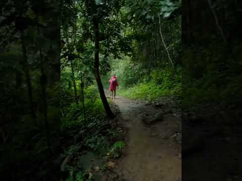 Forest Trail in a Rainy Day #forestwalk relax #sleep #asmr #rainydays