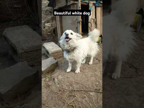 Beautiful white dog #shorts #youtubeshorts #dog