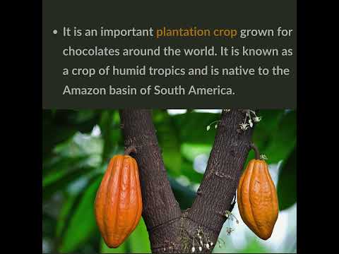 Cocoa Tree #upsc #aksias #iascoaching