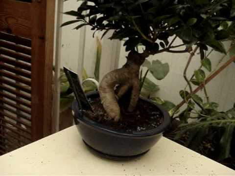 Bonsai