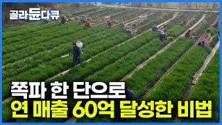 5만 평 규모 쪽파밭에서 30년 동안 밀어붙인 재배 방법으로 연 매출 60억 달성한 비법ㅣ끈기 있게 키운 쪽파로 인생 농사 성공 신화ㅣ극한직업│#골라듄다큐