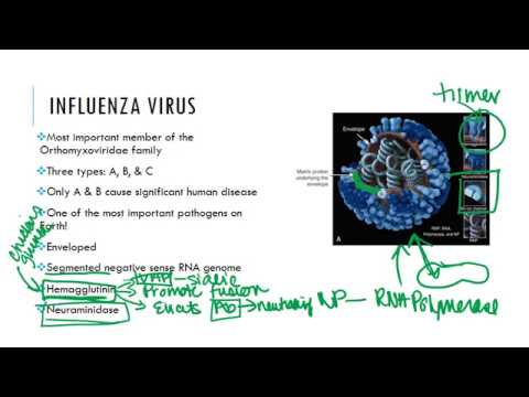 Influenza Virus