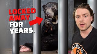 Sun Bears Locked in Tiny Cages: The Heartbreaking Truth