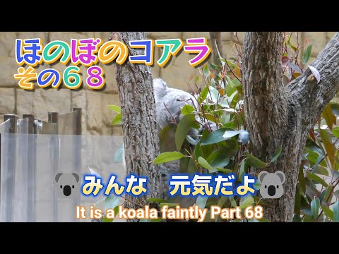 ほのぼのコアラ　その６８　🐨みんな　元気だよ🐨（東山動植物園）It is a koala faintly Part 68