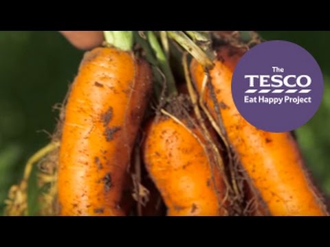 See the farm to fork journey of Crunchy Carrots, live from Cambridgeshire