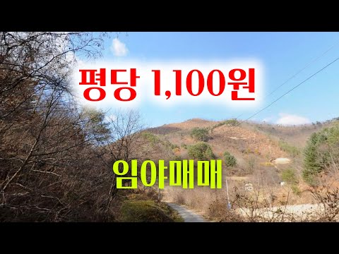 [1277][임야매매] 평당 1,100원 내 놓은 보기 드문 가격대 입니다.