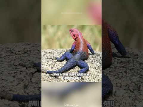 Real Life Spider-Man | Spider-Man Agama Lizard