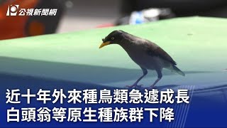 近十年外來種鳥類急遽成長 白頭翁等原生種族群下降｜20230724 公視晚間新聞