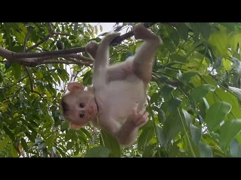 Cute Baby Boy Play up on tree