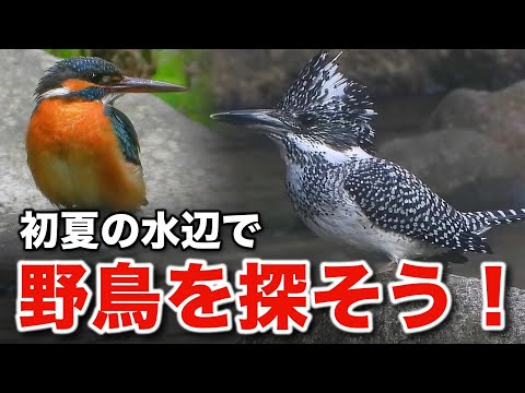 ヤマセミと野鳥たちの感動のストーリー！初夏の水辺で野鳥観察～