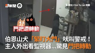 伯恩山犬緊盯大門吠叫！主人在外看監視器驚見「門把轉動」｜寵物｜狗｜顧家