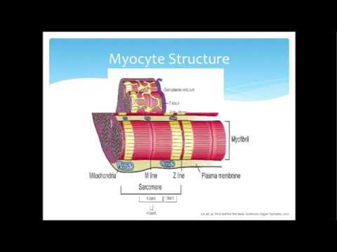 12DaysinMarch, Electrophysiology (Part II: Myocyte Contraction) for the USMLE Step One Exam