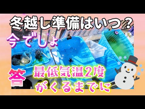 【メダカ越冬】冬越し準備はいつ？答➡︎最低気温2度が来るまでに🥶今でしょ♪防寒対策#めだか#飼育#ビオトープ#屋外#60Lタライ#ジャンボタライ#コメリ#62リットルタライ