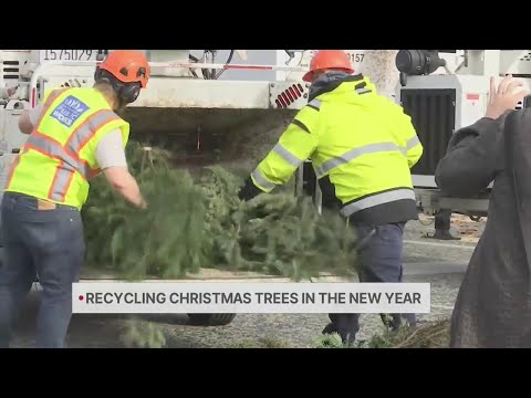 Recycling Christmas trees for New Year's