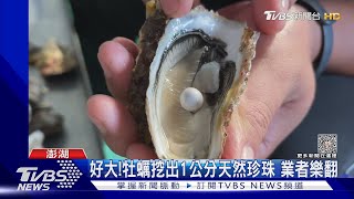 好大!牡蠣挖出1公分天然珍珠 業者樂翻｜TVBS新聞 @TVBSNEWS01