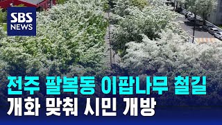 전주 팔복동 이팝나무 철길, 개화 맞춰 시민들에게 개방 / SBS