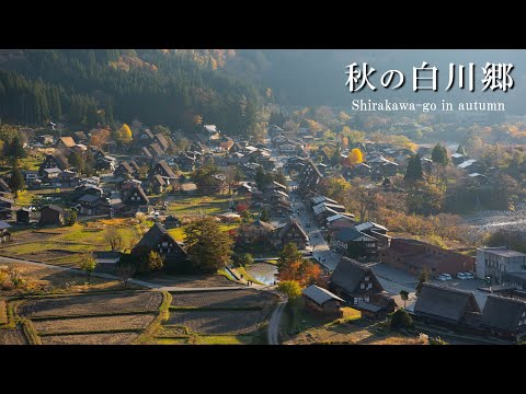 [Gifu Prefecture, Shirakawa-go] Gassho-zukuri style and autumn leaves scenery-